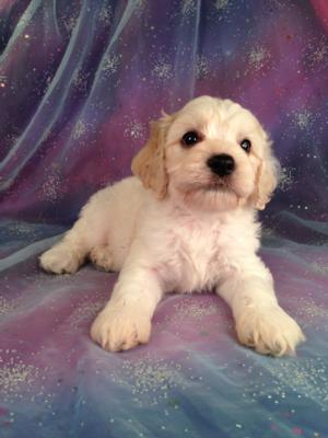 Male Cockapoo Puppy for sale #2 Born June 10th, 2013|Cockapoos for sale in Illinois and Wisconsin can be hard to locate if this is the color you are looking for